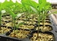 72-otworowa Microgreen Hydroponic Rosnąca plastikowa taca do sadzenia z otworem spustowym