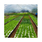 160 otworów pływające płyty piankowe EPS EPP do uprawy białych roślin warzywnych
