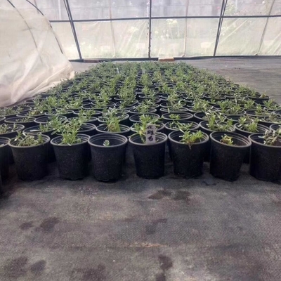 1gallon small garden plant black plastic nursery flower fast root growth pots for plants