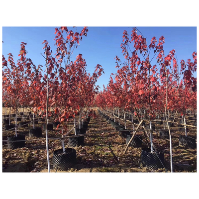 Wholesale Price  Air Pruning  root Pot Big plant pot