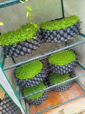 protect the root of the plants effectively of the air root pruning  container