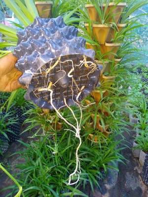 protect the root of the plants effectively of the air root pruning  container