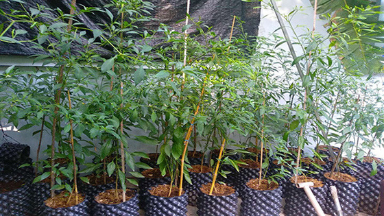 protect the root of the plants effectively of the air root pruning  container