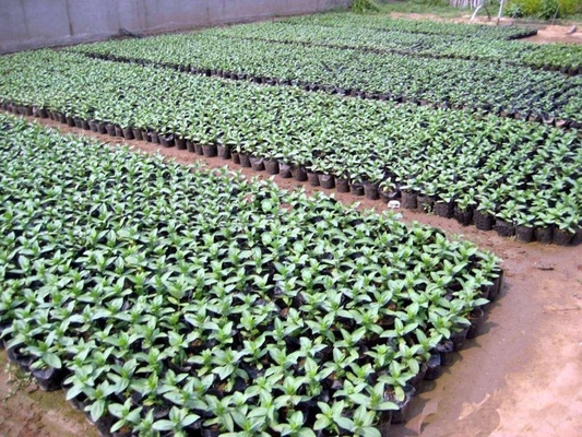hydroponic soft plastic plant pot watercress pot with competitive price