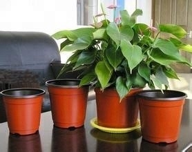 Fashion style Plastic orchid garden flower pot with high quality