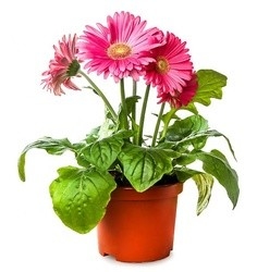 High quality PP plastic soft flower pot plastic nursery plant pot in Quality Assurance