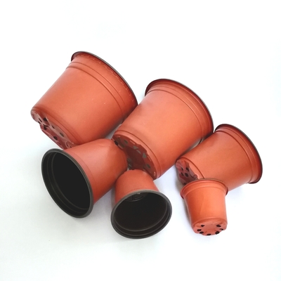 Greenhouse using bicolored small plastic flower nursery pots for seeds