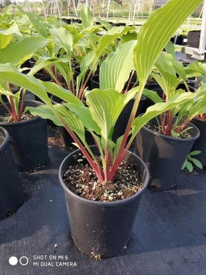 high quality 3 gallon plastic pot water shield  gallon flower pot in favorable price