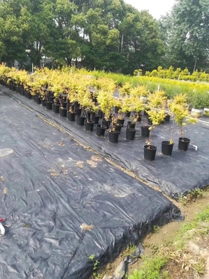 1gallon small garden plant black plastic nursery flower fast root growth pots for plants