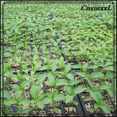 Professional lettuce seed trays for hydronic