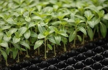 Brand new nursery seedling trays wholesale 105 cells plastic growing plug trays with low price