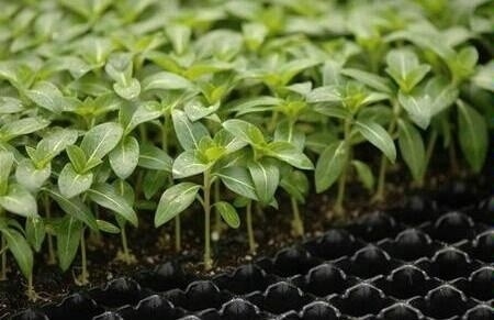 New design 50 cell trays seedling trays wholesale seedling pot with high quality