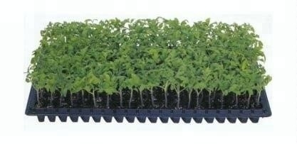 New design 50 cell trays seedling trays wholesale seedling pot with high quality