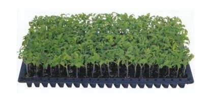 Convenient and eco-friendly adenium seeds taiwan seed tray plastic seedling tray made in China