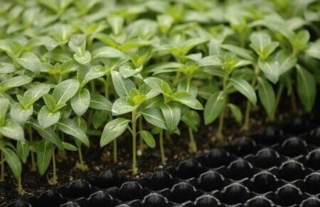 New design 200 cells seed tray for propagation plant growing trays Planting tray for green house and farm with great price