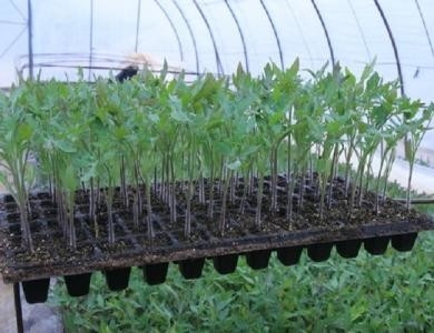 Brand new Growing seed starter tray 200 cells seeding trays in agriculture with high quality