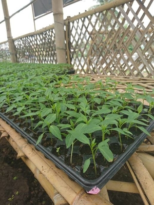 Brand new Growing seed starter tray 200 cells seeding trays in agriculture with high quality