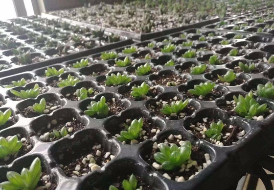 50 cells Plastic blister thermoforming vacuum PVC flower tree seedlings containers