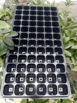 50 cells Plastic blister thermoforming vacuum PVC flower tree seedlings containers