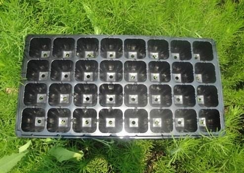 50 cells Plastic blister thermoforming vacuum PVC flower tree seedlings containers