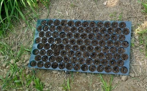 50 cells Plastic blister thermoforming vacuum PVC flower tree seedlings containers