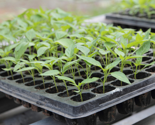Incredible innovation seed trays root trainer of plastic