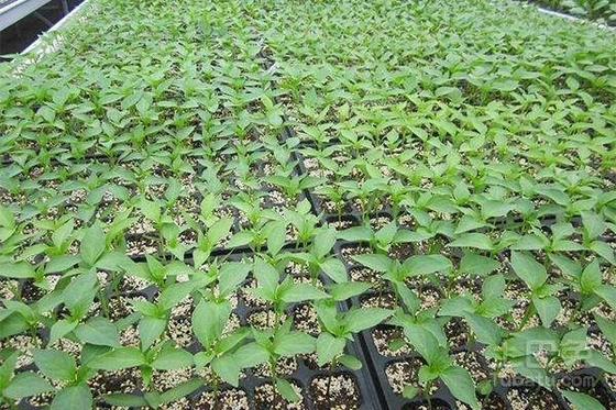 plastic Plant Growing Trays plant seeding tray plastic growing trays with 32,50,72,105,128,200 holes