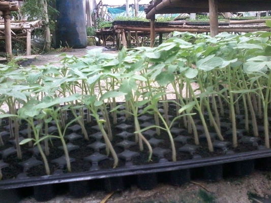 various kind holes plastic Plant Growing generation Trays plastic growing trays for you to plant planters