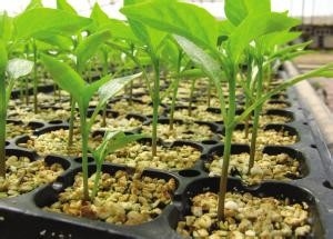various kind holes plastic Plant Growing generation Trays plastic growing trays for you to plant planters