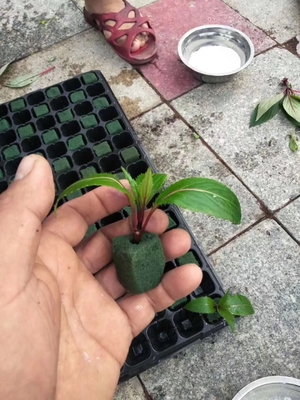 50 Cells Plant Propagation Nursery Seedling rice seedling tray Hydroponics Nursery Trays propagation trays