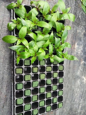 50 Cells Plant Propagation Nursery Seedling rice seedling tray Hydroponics Nursery Trays propagation trays