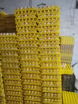 Kolorowe żółte plastikowe pęcherze termoformowane płytki próżniowe opakowanie jaj transport 30 opakowania jaj
