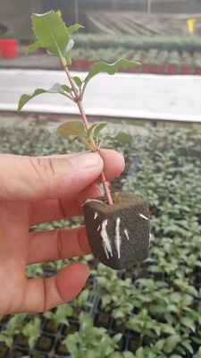 32, 50, 98, 108, , 200 Tacy do sadzenia, tacy do sadzenia, uchwytki do sadzenia